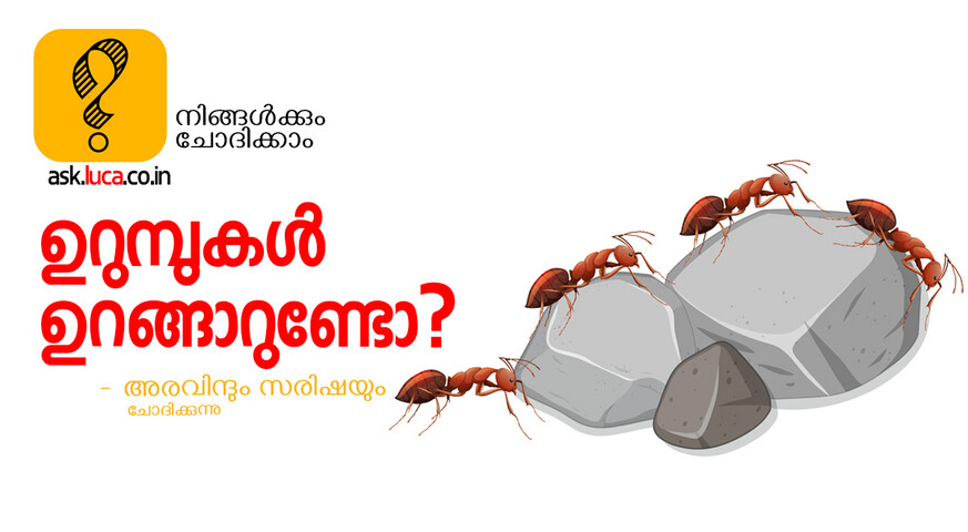 ants_sleeping