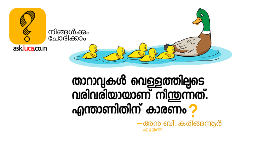 why-do-ducks-swimming-in-a-line